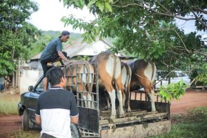 PT Antam Kembali Salurkan 11 Ekor Sapi Qurban untuk Masyarakat Kolaka