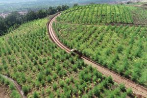 Reklamasi Antam UBPN Kolaka Berhasil, Beragam Spesies Fauna Banyak Ditemukan