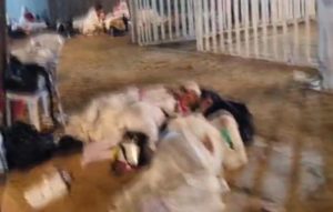 Ratusan Jamaah Haji Kloter 33 Asal Kolaka Terlantar di Arafah, Pembimbing Ibadah Tak Terlihat